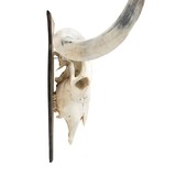 Longhorn Skull Mount - 4 of 5