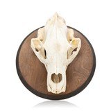 Bear Skull - 1 of 6