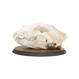Bear Skull - 4 of 6