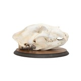 Bear Skull - 3 of 6