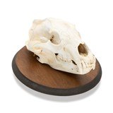 Bear Skull - 2 of 6