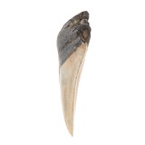 Megalodon Tooth - 4 of 5