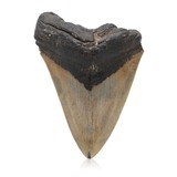 Megalodon Tooth - 1 of 5