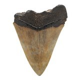 Megalodon Tooth - 2 of 5