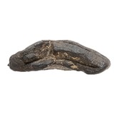 Megalodon Tooth - 3 of 5