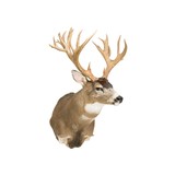 Non-Typical Black Tail Deer Shoulder Mount - 1 of 7