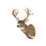 Non-Typical Black Tail Deer Shoulder Mount - 4 of 7