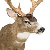 Non-Typical Black Tail Deer Shoulder Mount - 6 of 7