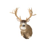 Non-Typical Black Tail Deer Shoulder Mount - 3 of 7