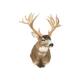 Non-Typical Black Tail Deer Shoulder Mount - 2 of 7