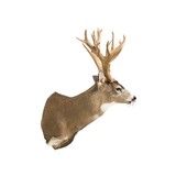 Non-Typical Black Tail Deer Shoulder Mount - 5 of 7