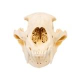 Idaho Black Bear Skull - 3 of 5