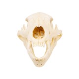 Large Idaho Black Bear Skull - 3 of 5