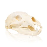 Large Idaho Black Bear Skull - 1 of 5
