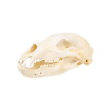 Large Idaho Black Bear Skull - 2 of 5