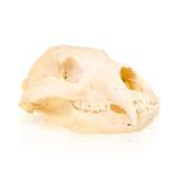 Idaho Black Bear Skull