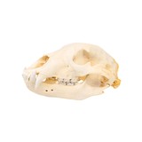 Idaho Black Bear Skull - 2 of 5