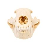 Idaho Black Bear Skull - 3 of 5