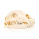 Idaho Black Bear Skull