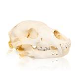 Idaho Black Bear Skull - 1 of 5