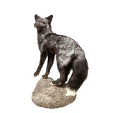 Silver Kit Fox Taxidermy Mount - 2 of 8