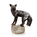 Silver Kit Fox Taxidermy Mount - 1 of 8