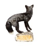 Silver Kit Fox Taxidermy Mount - 4 of 8