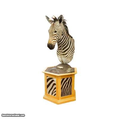 African Hartman Zebra Taxidermy Mount