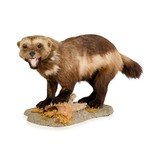Full Mount Wolverine Taxidermy