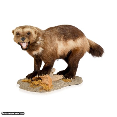 Full Mount Wolverine Taxidermy