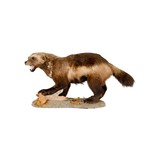 Full Mount Wolverine Taxidermy - 2 of 5
