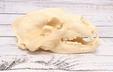 Black Bear Skull - 4 of 6
