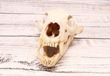 Black Bear Skull - 5 of 6