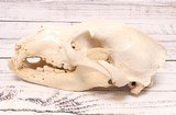 Black Bear Skull - 2 of 6