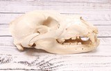 Black Bear Skull - 4 of 6