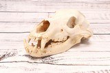 Black Bear Skull - 1 of 6