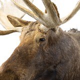 Yukon Moose Taxidermy Mount - 5 of 7