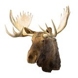 Yukon Moose Taxidermy Mount - 1 of 7