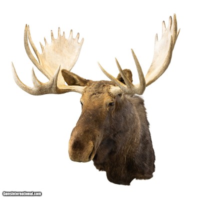 Yukon Moose Taxidermy Mount