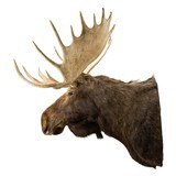 Yukon Moose Taxidermy Mount - 4 of 7