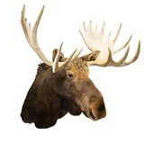 Yukon Moose Taxidermy Mount - 3 of 7