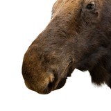 Canadian Moose Shoulder Mount - 6 of 7
