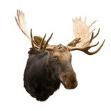 Canadian Moose Shoulder Mount - 3 of 7