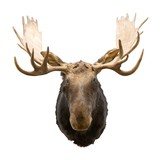 Canadian Moose Shoulder Mount - 2 of 7