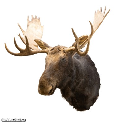 Canadian Moose Shoulder Mount