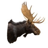 Canadian Moose Shoulder Mount - 4 of 7