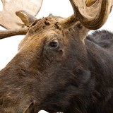 Canadian Moose Shoulder Mount - 5 of 7