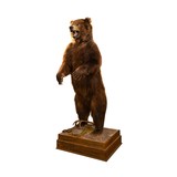 Alaskan Full Body Standing Brown Bear - 3 of 8
