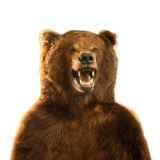 Alaskan Full Body Standing Brown Bear - 5 of 8