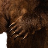 Alaskan Full Body Standing Brown Bear - 7 of 8